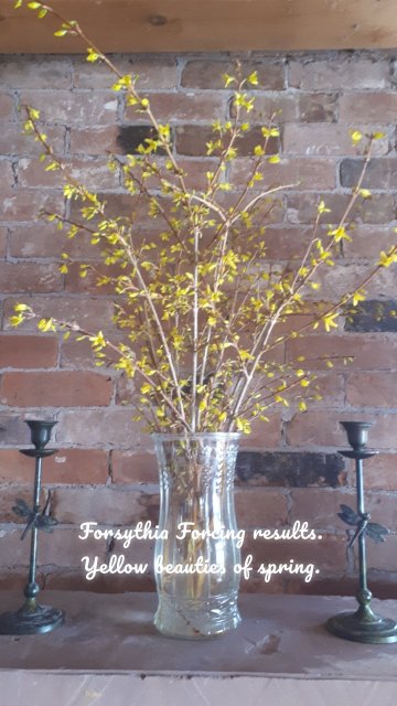 Forsythia Forcing results. Yellow beauties of spring.